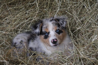 Photos de chiots nés à l'élevage