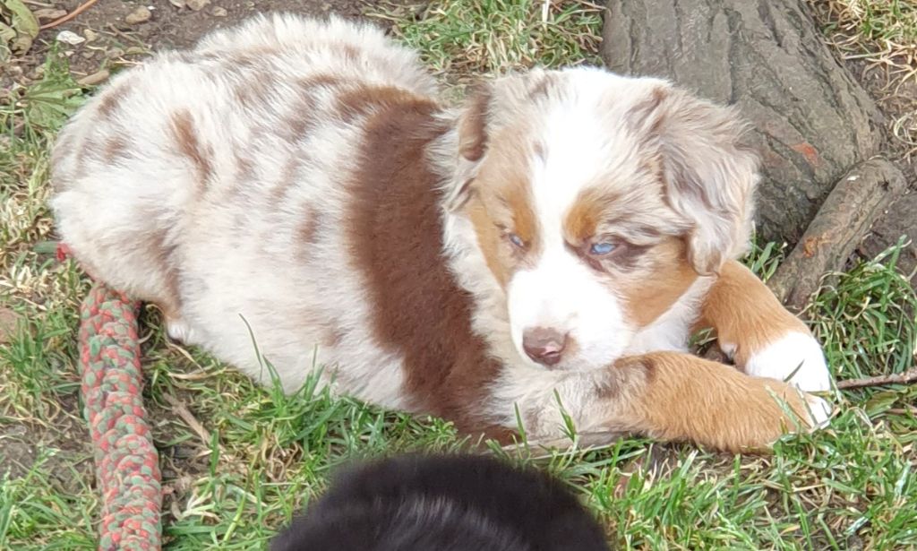 Lois' Dreams - Chiots disponibles - Berger Américain Miniature 