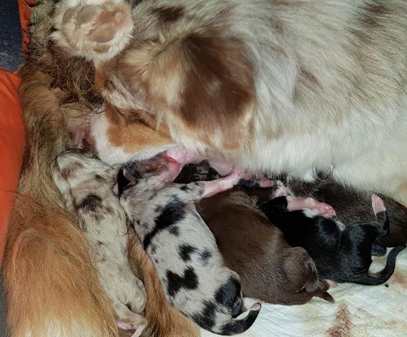 Chiot Berger Américain Miniature Lois' Dreams