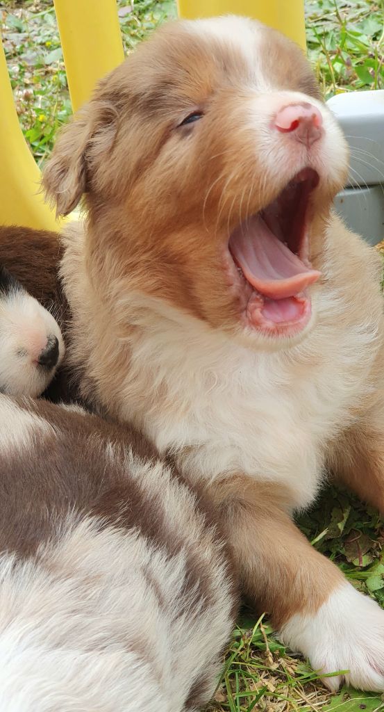 Lois' Dreams - Chiots disponibles - Berger Américain Miniature 