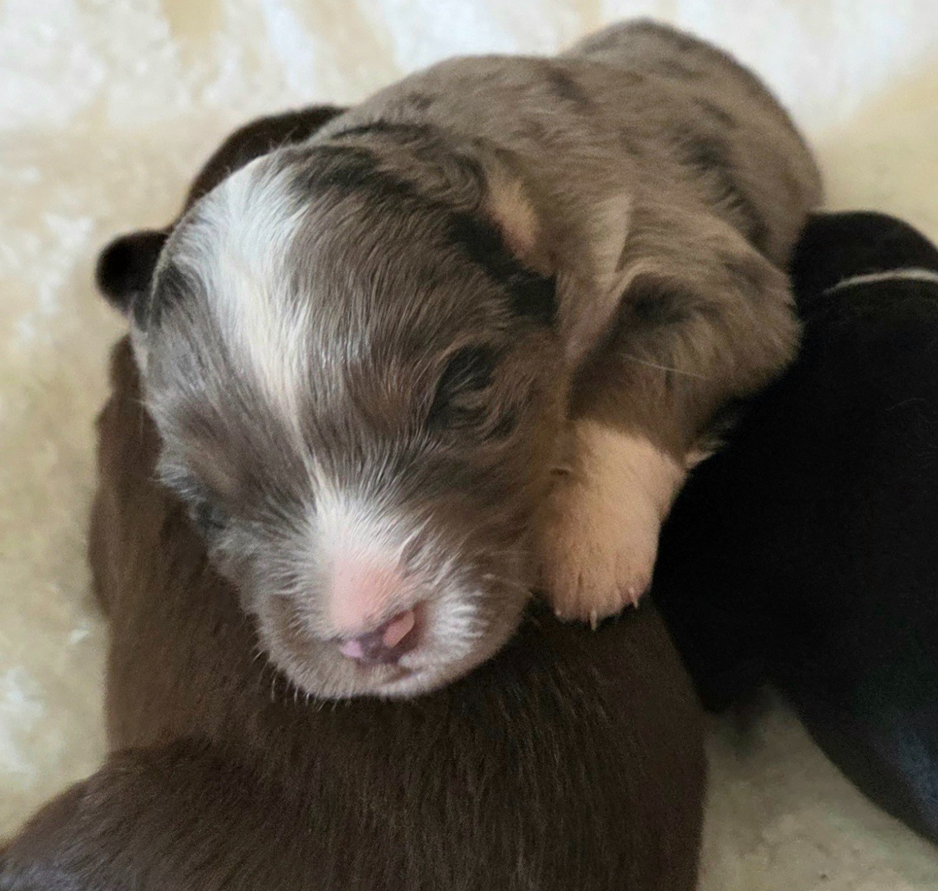 Lois' Dreams - Chiots disponibles - Berger Américain Miniature 