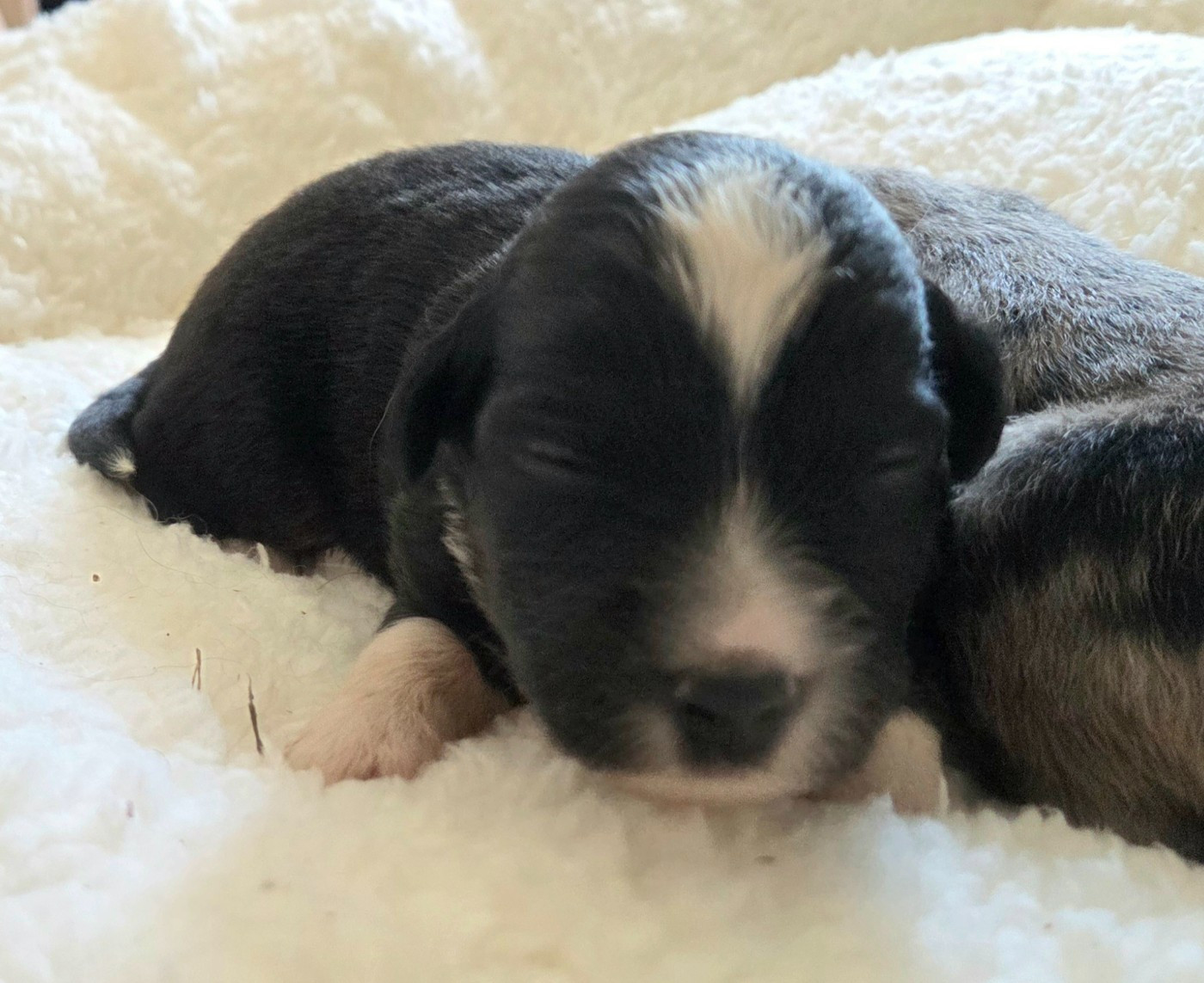 Lois' Dreams - Chiots disponibles - Berger Américain Miniature 