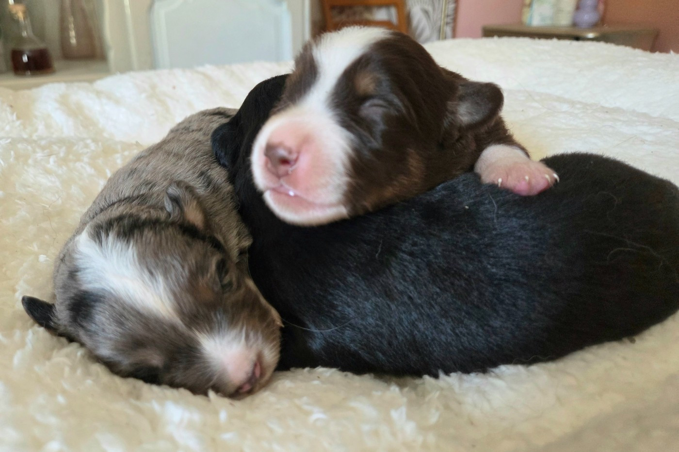 Lois' Dreams - Chiots disponibles - Berger Américain Miniature 