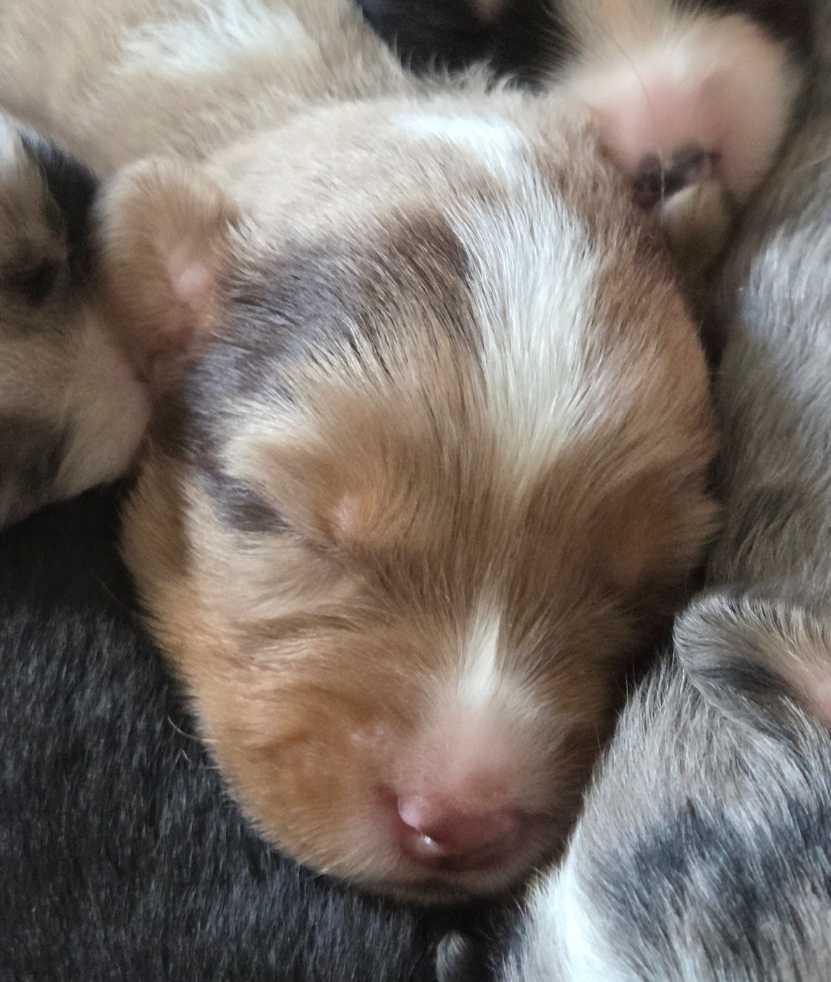 Lois' Dreams - Chiots disponibles - Berger Américain Miniature 