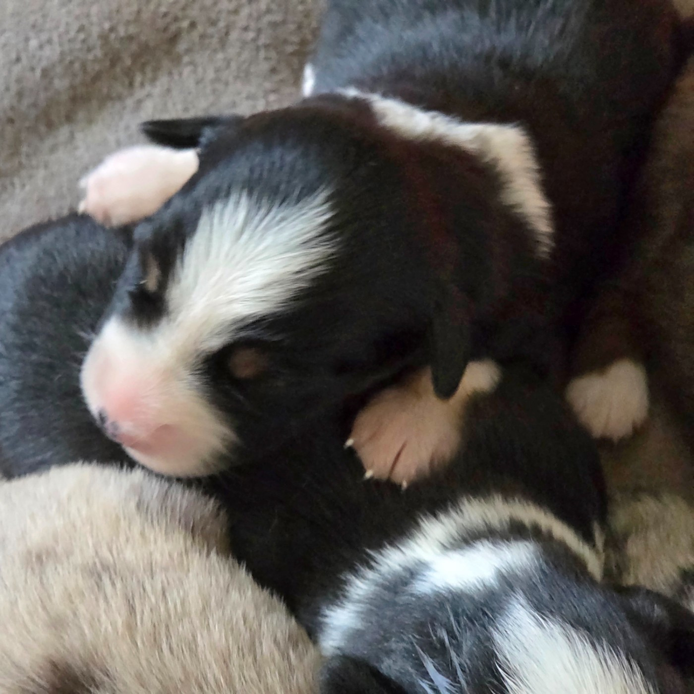 Lois' Dreams - Chiots disponibles - Berger Américain Miniature 