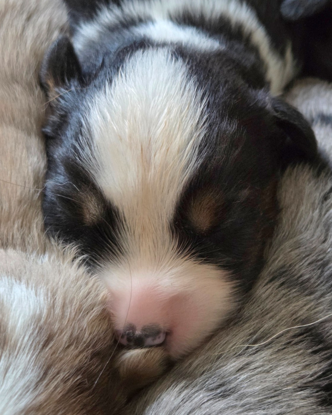 Lois' Dreams - Chiots disponibles - Berger Américain Miniature 
