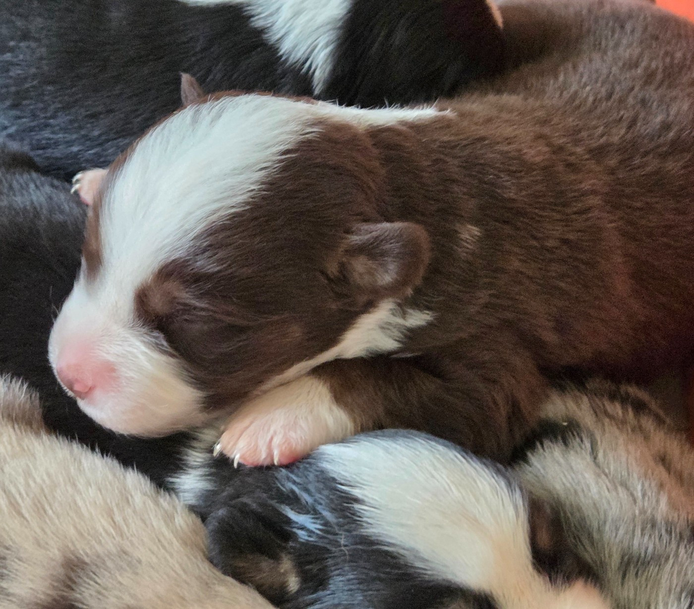 Lois' Dreams - Chiots disponibles - Berger Américain Miniature 