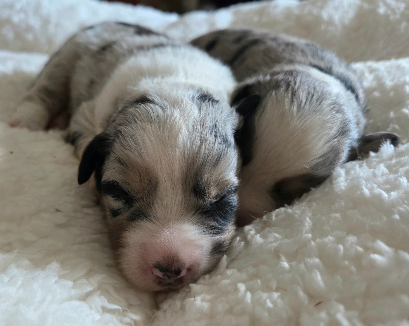 Lois' Dreams - Chiots disponibles - Berger Américain Miniature 