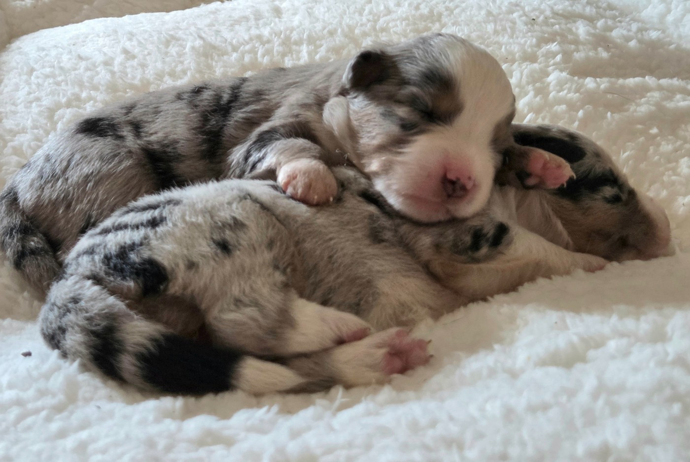 Lois' Dreams - Chiots disponibles - Berger Américain Miniature 