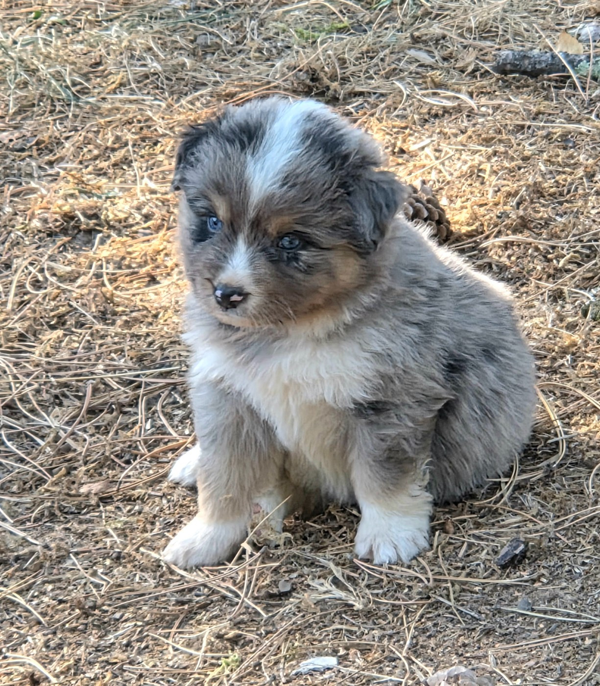 Lois' Dreams - Chiots disponibles - Berger Américain Miniature 