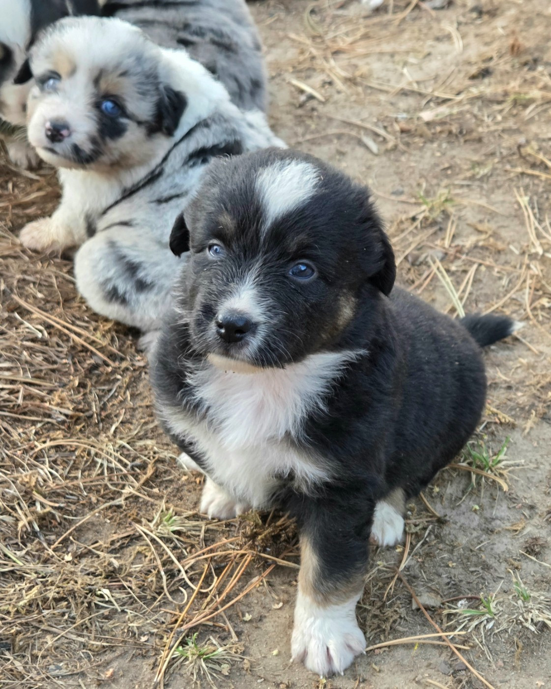 Lois' Dreams - Chiots disponibles - Berger Américain Miniature 