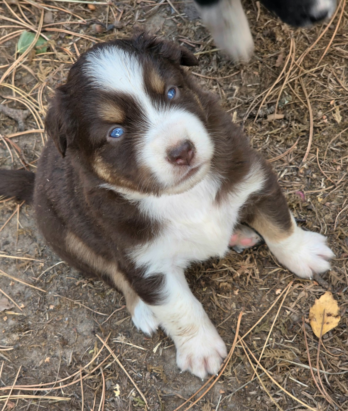 Lois' Dreams - Chiots disponibles - Berger Américain Miniature 