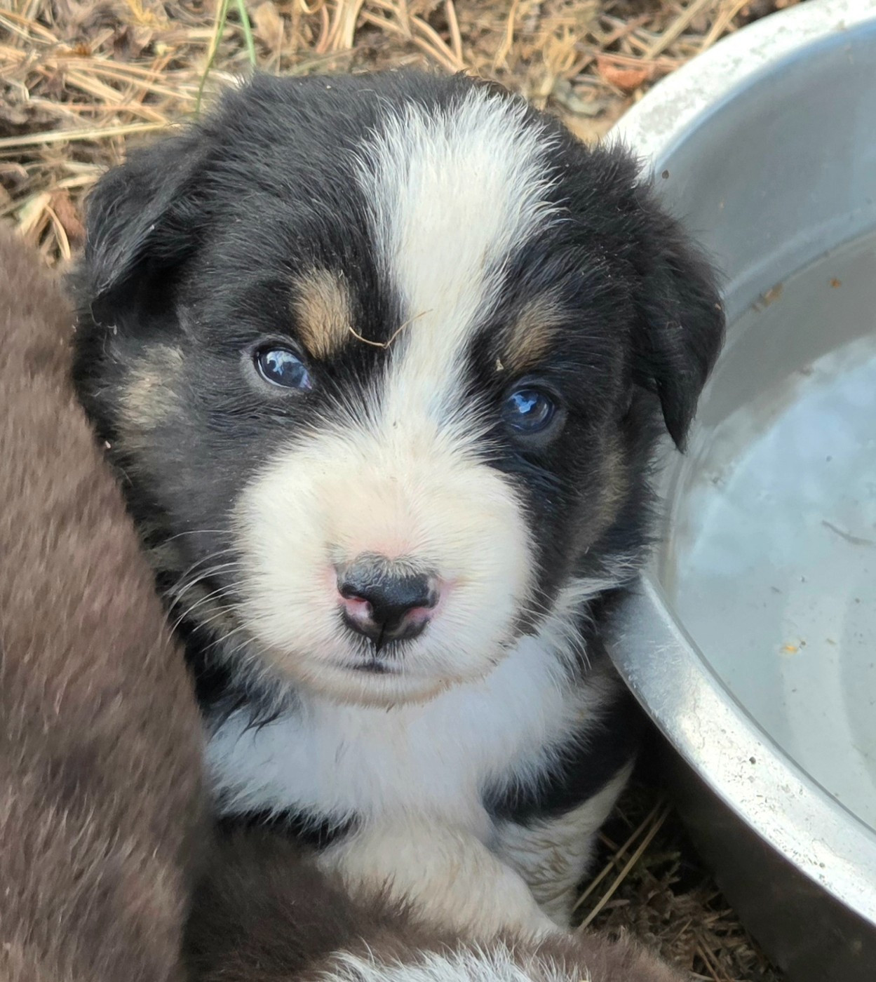 Lois' Dreams - Chiots disponibles - Berger Américain Miniature 