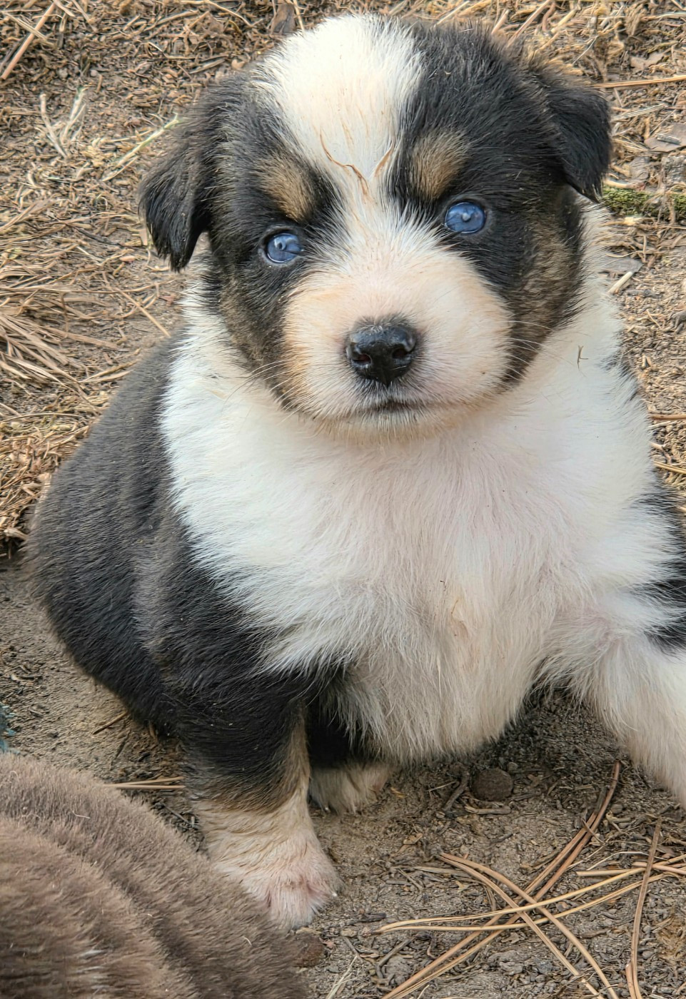 Lois' Dreams - Chiots disponibles - Berger Américain Miniature 