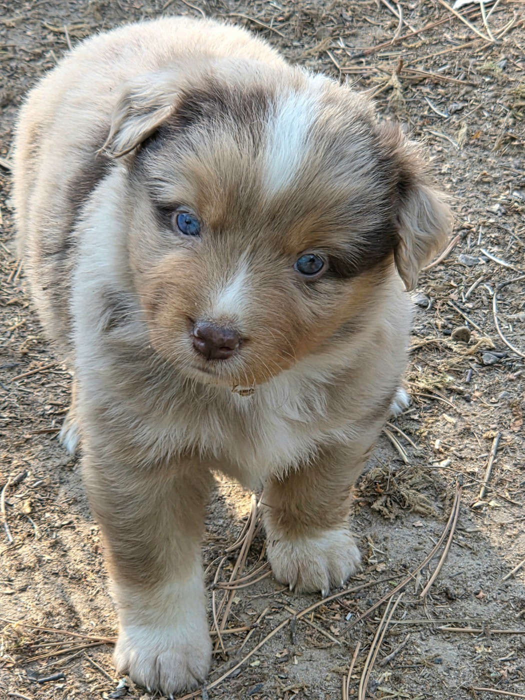 Lois' Dreams - Chiots disponibles - Berger Américain Miniature 