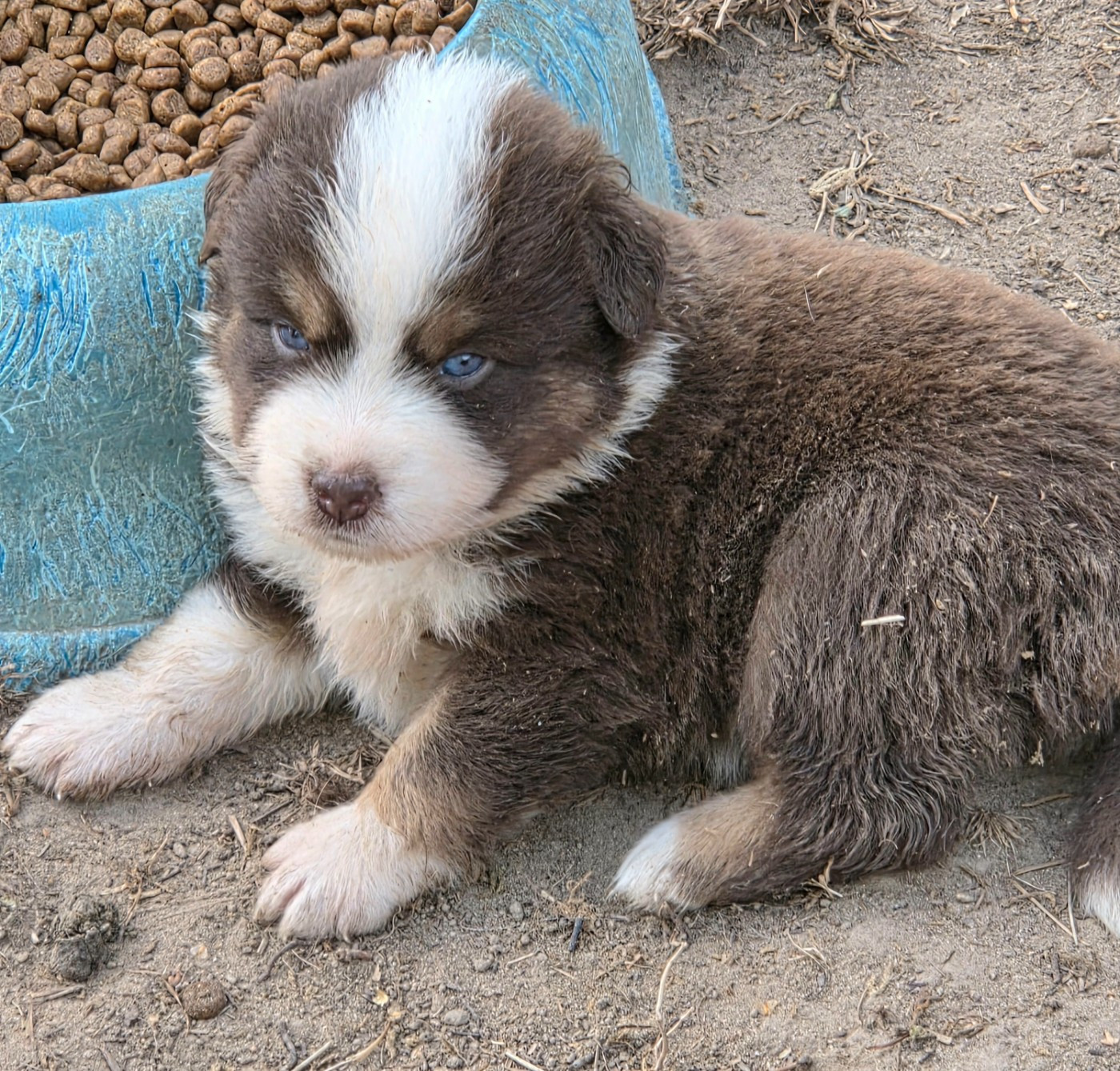 Lois' Dreams - Chiots disponibles - Berger Américain Miniature 