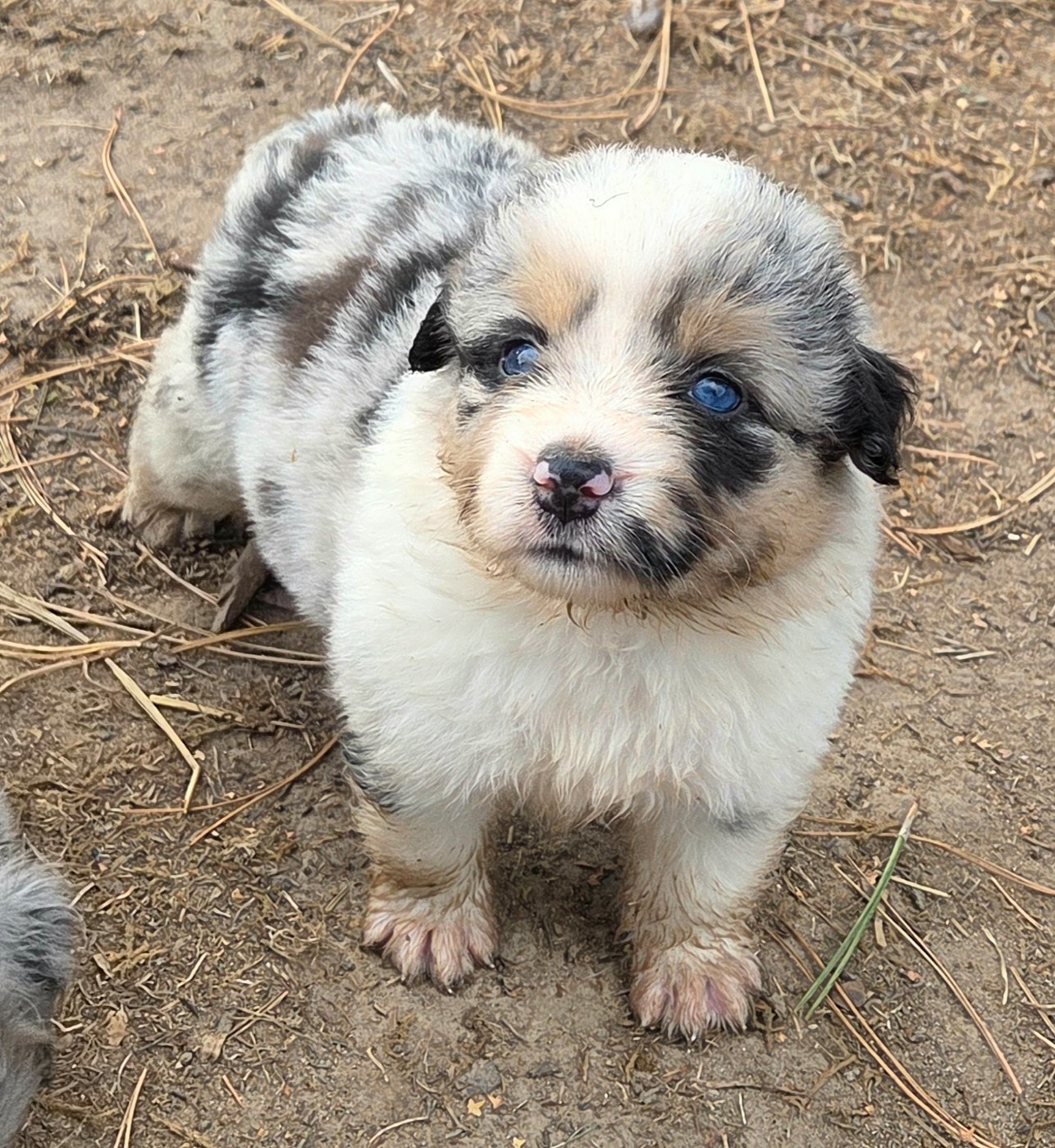 Lois' Dreams - Chiots disponibles - Berger Américain Miniature 