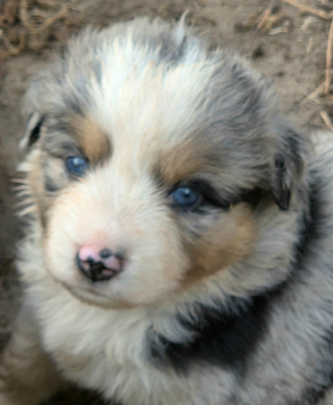 Lois' Dreams - Chiots disponibles - Berger Américain Miniature 