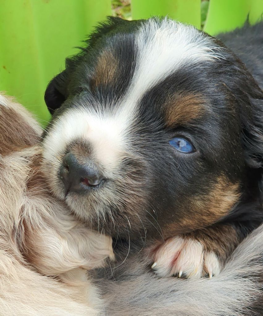 Lois' Dreams - Chiots disponibles - Berger Américain Miniature 