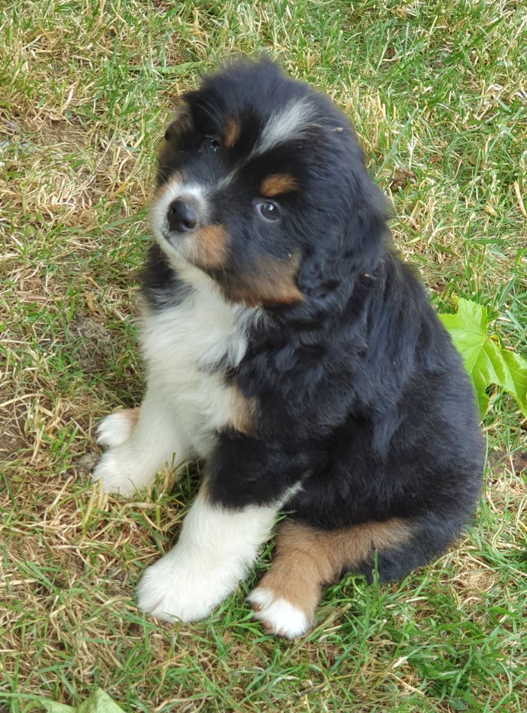 Lois' Dreams - Chiots disponibles - Berger Américain Miniature 