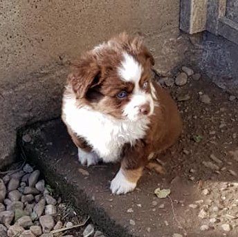 Lois' Dreams - Chiots disponibles - Berger Américain Miniature 