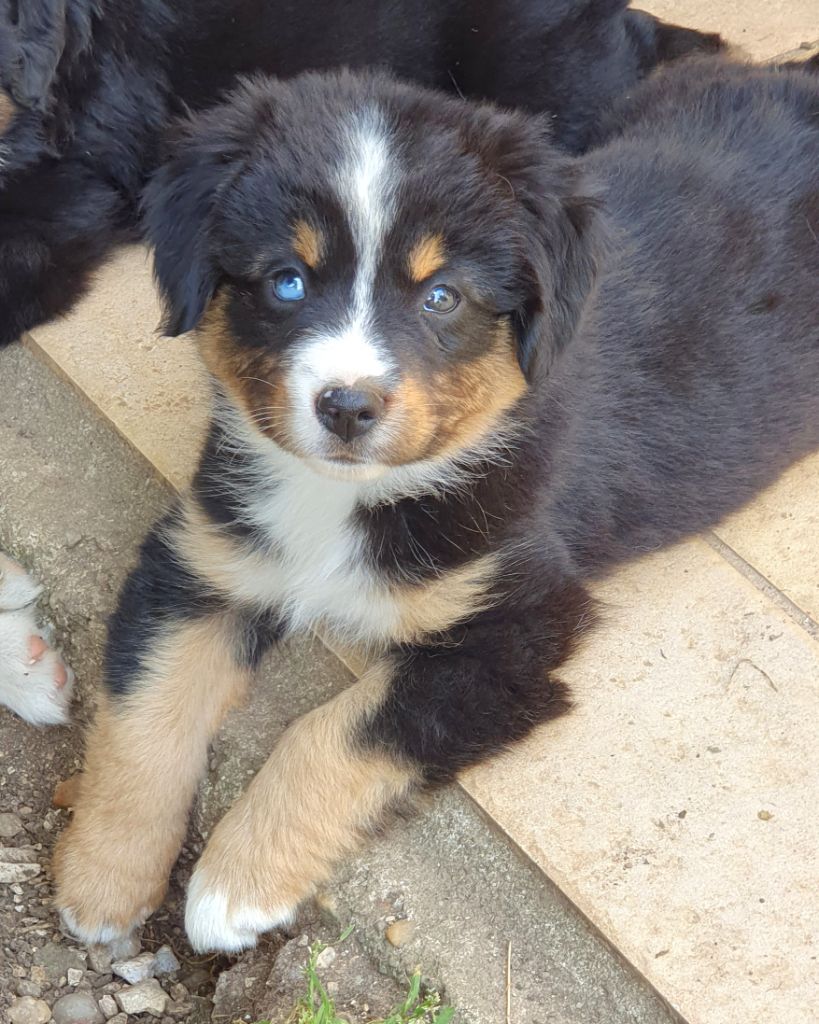 Lois' Dreams - Chiots disponibles - Berger Américain Miniature 