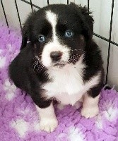 PAXTON