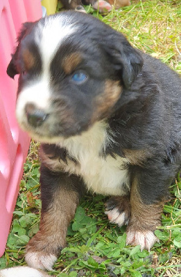 CHIOT 5