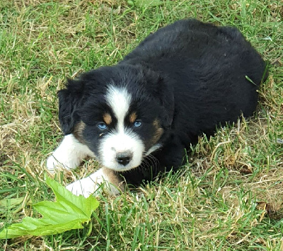CHIOT 10