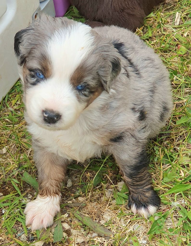 Lois' Dreams - Chiots disponibles - Berger Américain Miniature 