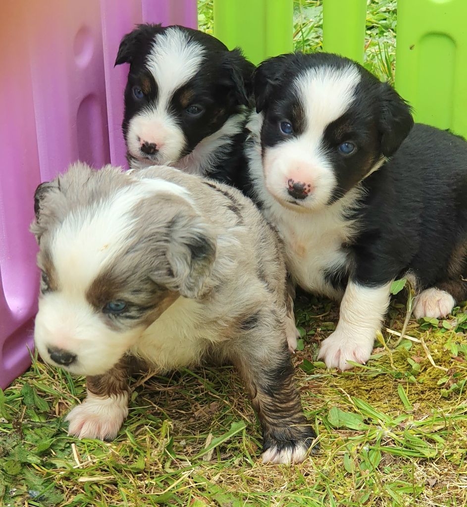 Lois' Dreams - Chiots disponibles - Berger Américain Miniature 