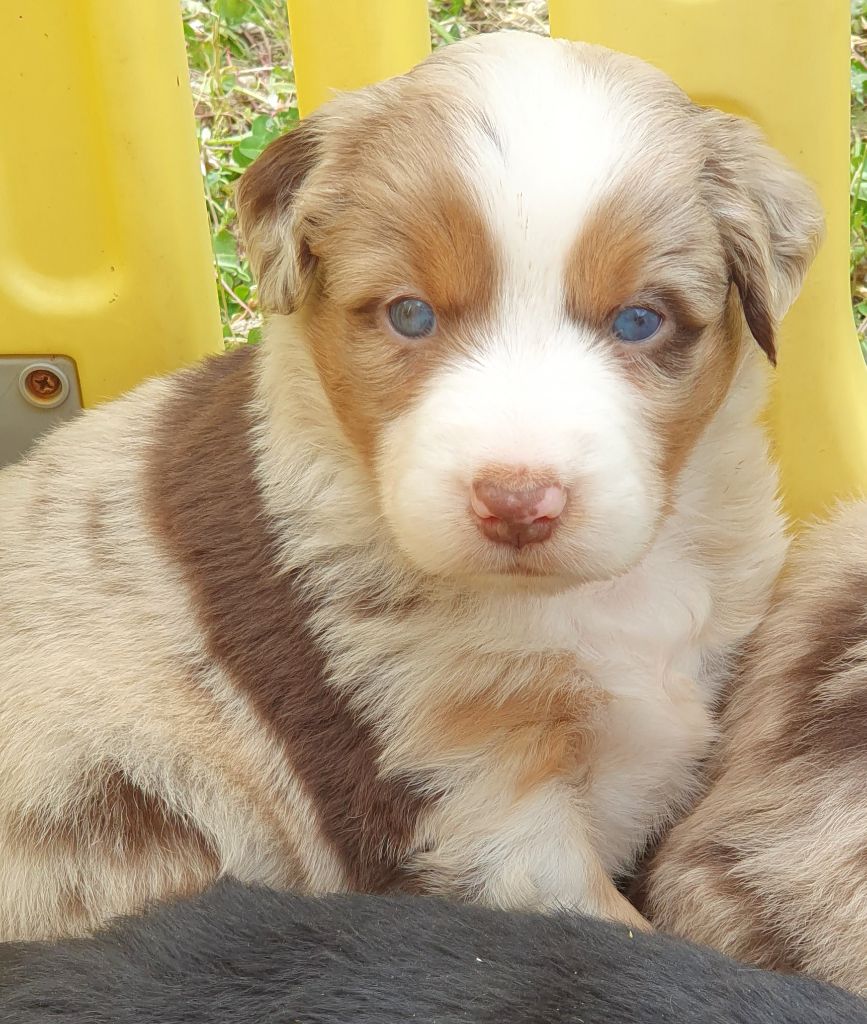 Lois' Dreams - Chiots disponibles - Berger Américain Miniature 