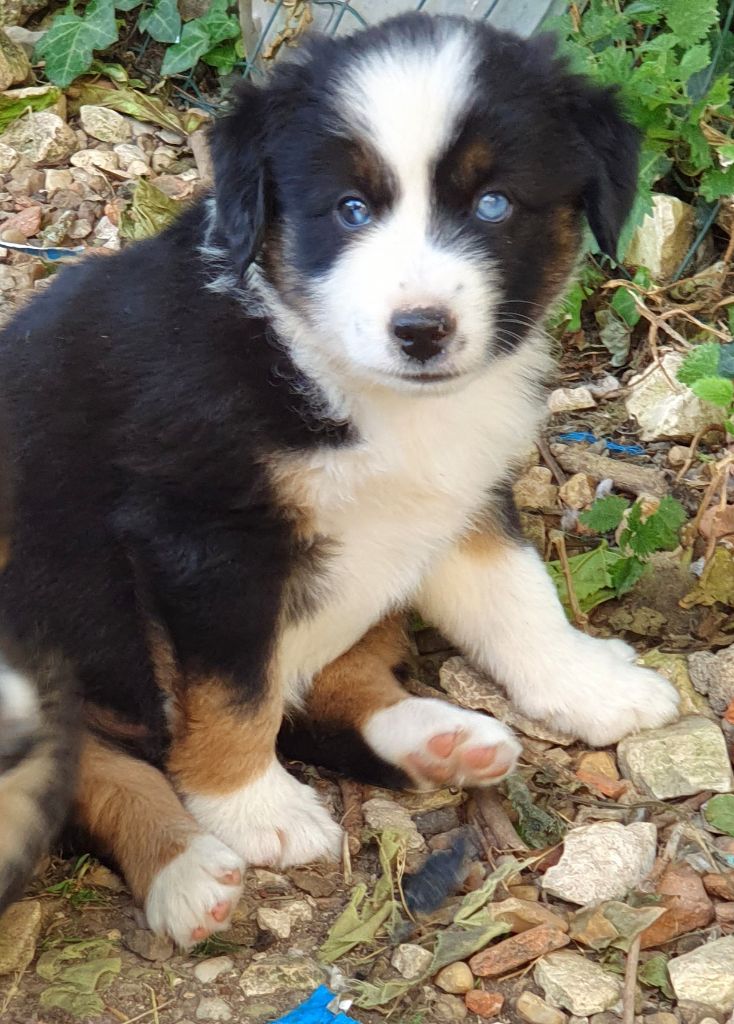 Lois' Dreams - Chiots disponibles - Berger Américain Miniature 