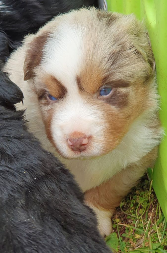 Lois' Dreams - Chiots disponibles - Berger Américain Miniature 