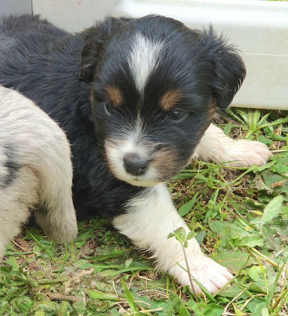 Lois' Dreams - Chiots disponibles - Berger Américain Miniature 