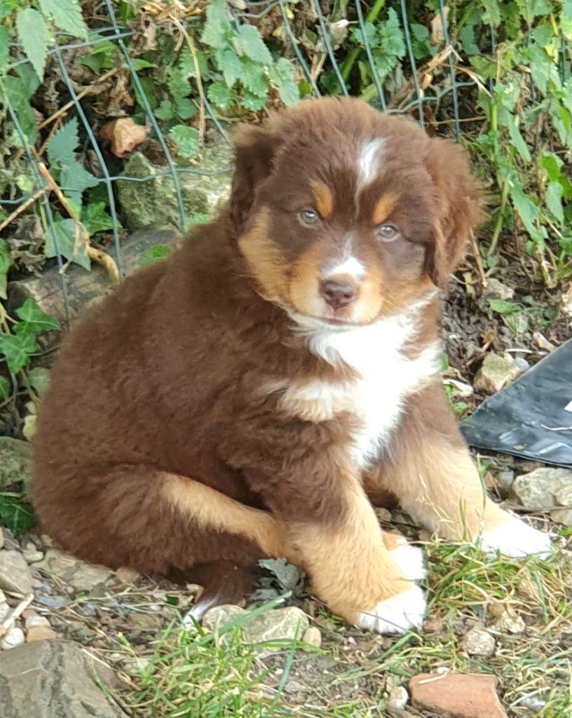 Lois' Dreams - Chiots disponibles - Berger Américain Miniature 
