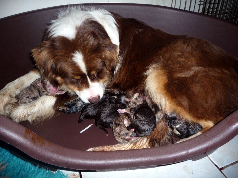 Chiot Berger Australien Lois' Dreams