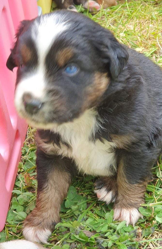 Lois' Dreams - Chiots disponibles - Berger Américain Miniature 