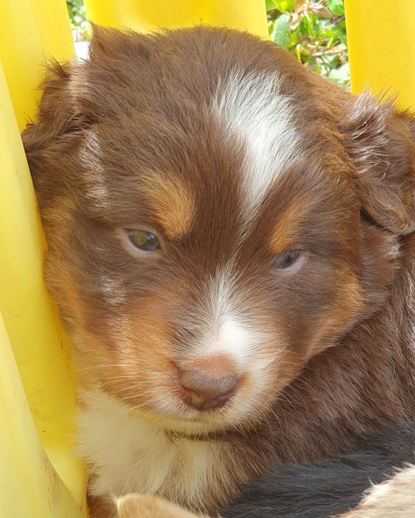 Lois' Dreams - Chiots disponibles - Berger Américain Miniature 